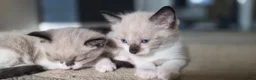 Burmese cats for sale: Burmese cross kittens - Advert 1