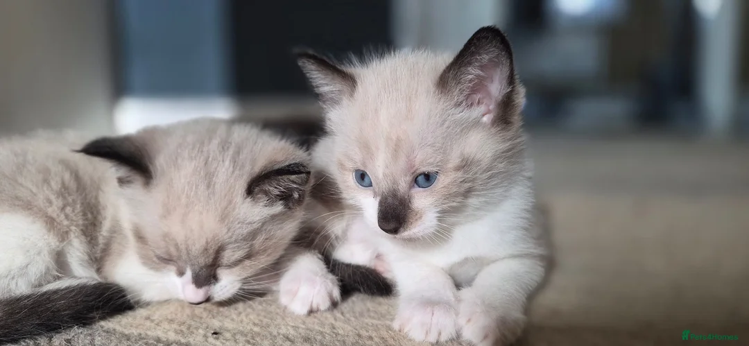 Burmese cats for sale: Burmese cross kittens - Advert 1