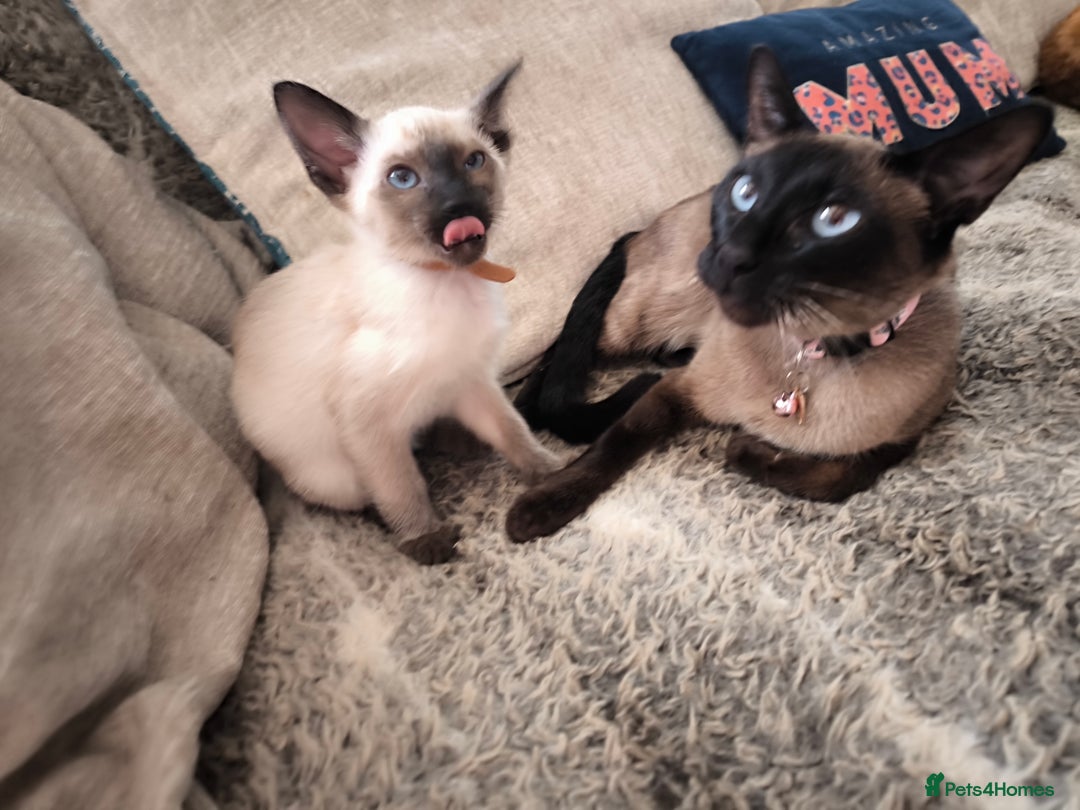 Siamese cats for sale: Siamese girl - Image 5