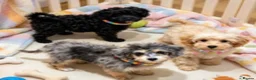 Cavapoo dogs for sale: top quality Cavapoo Puppies - Advert 4