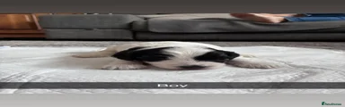 Cockapoo 1