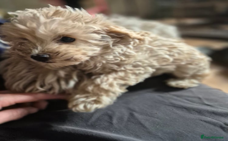 Maltipoo dogs - Advert 3