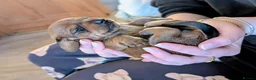 Miniature Dachshund dogs for sale: Miniature daschunds  - Advert 16