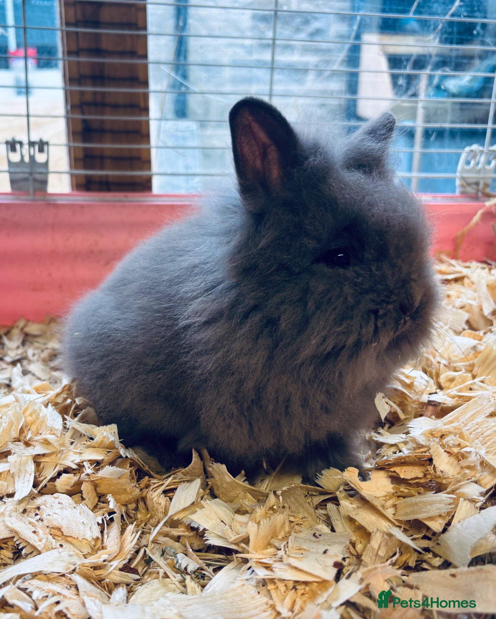 Mixed Breed rabbits Ready 8weeks old double lionmaned lionhead - Advert 2