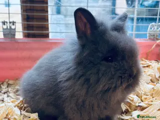 Mixed Breed rabbits Ready 8weeks old double lionmaned lionhead - Advert 2