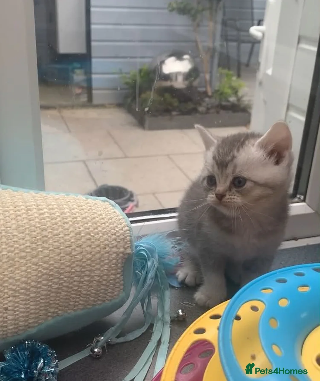 British Shorthair cats for sale: BSH Silver and Blue Ticked Shaded - Advert 2
