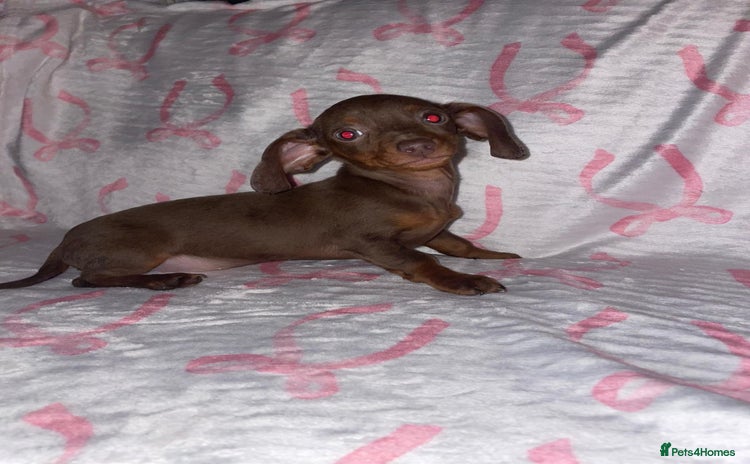 Dachshund dogs - Advert 7