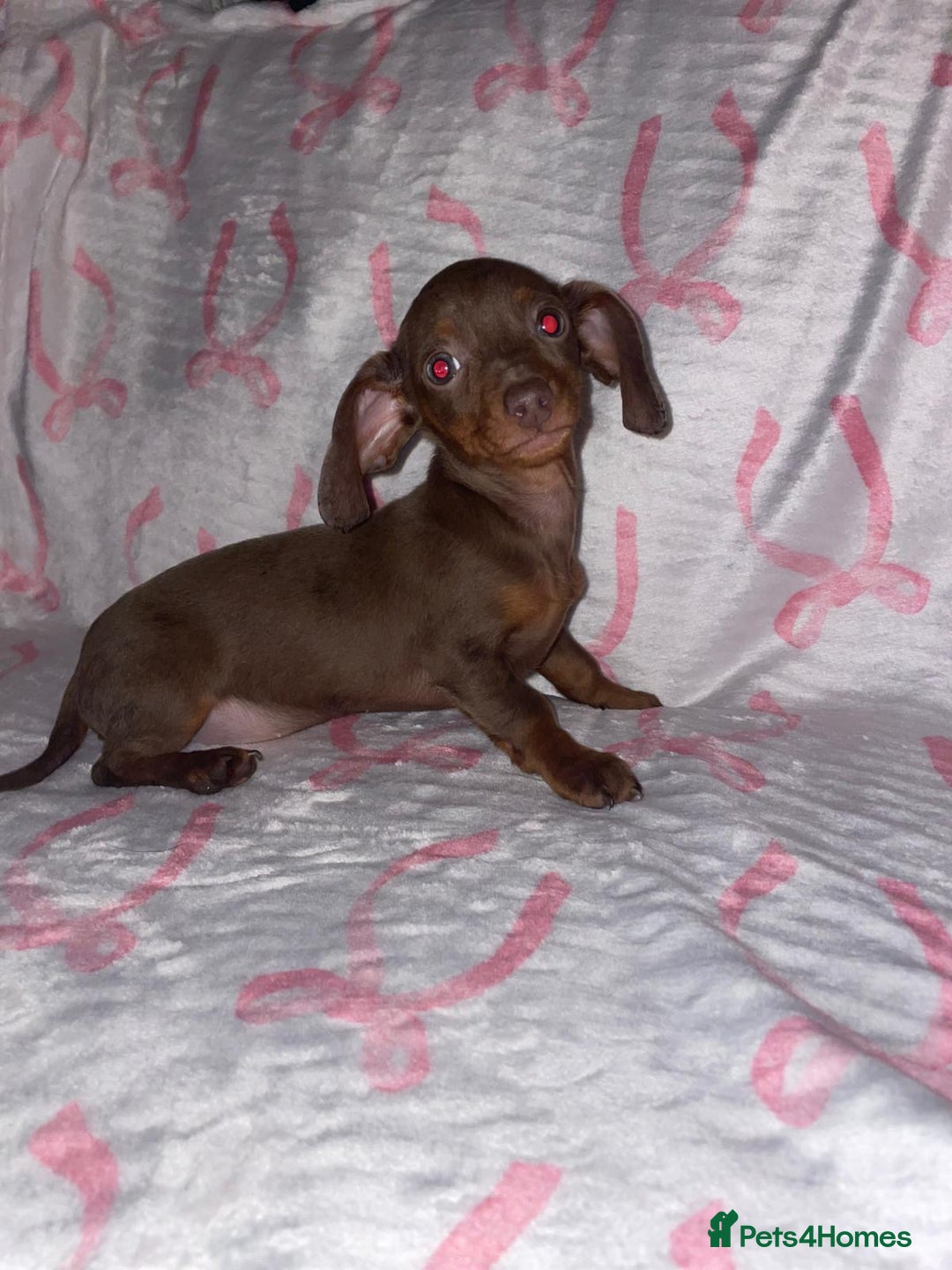 Dachshund dogs for sale: Beautiful dachshund puppies last girl available  - Advert 1