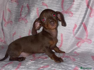 Dachshund dogs Beautiful dachshund puppies last girl available - Advert 2