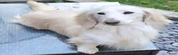 Miniature Dachshund dogs for sale: KC Longhaired Cream Miniature Dachshund Puppies - Advert 30