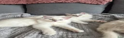 Ragdoll cats for sale: Introducing my litter of Cherubim Ragdolls in Newport-on-Tay - Advert 5
