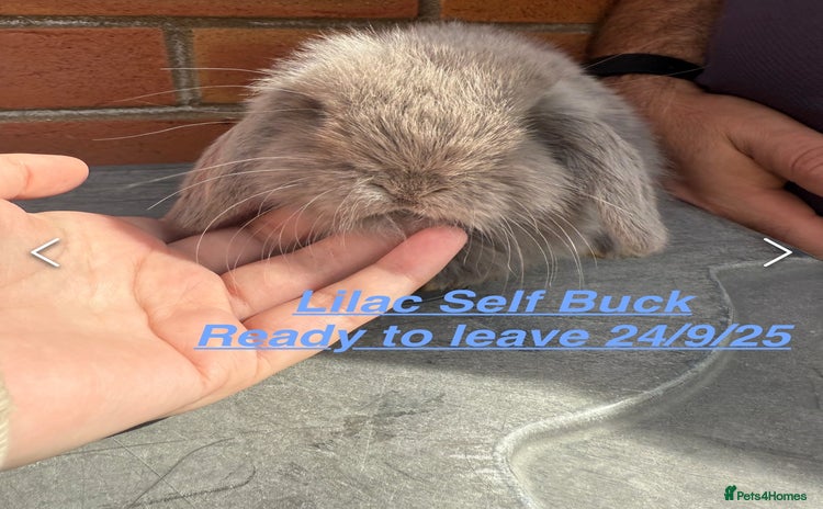 Mini Lop rabbits in Chard - Advert 12