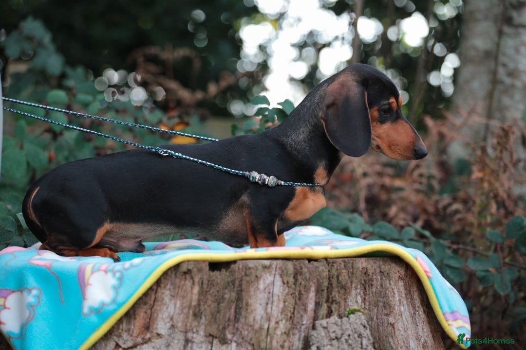 Miniature Dachshund dogs for sale: 5 STAR LICENSED - CEZARBLUE SMOOTH KC MINIATURES  - Image 7