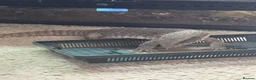 Monitor reptiles for sale: Bosc Monitor - Advert 2