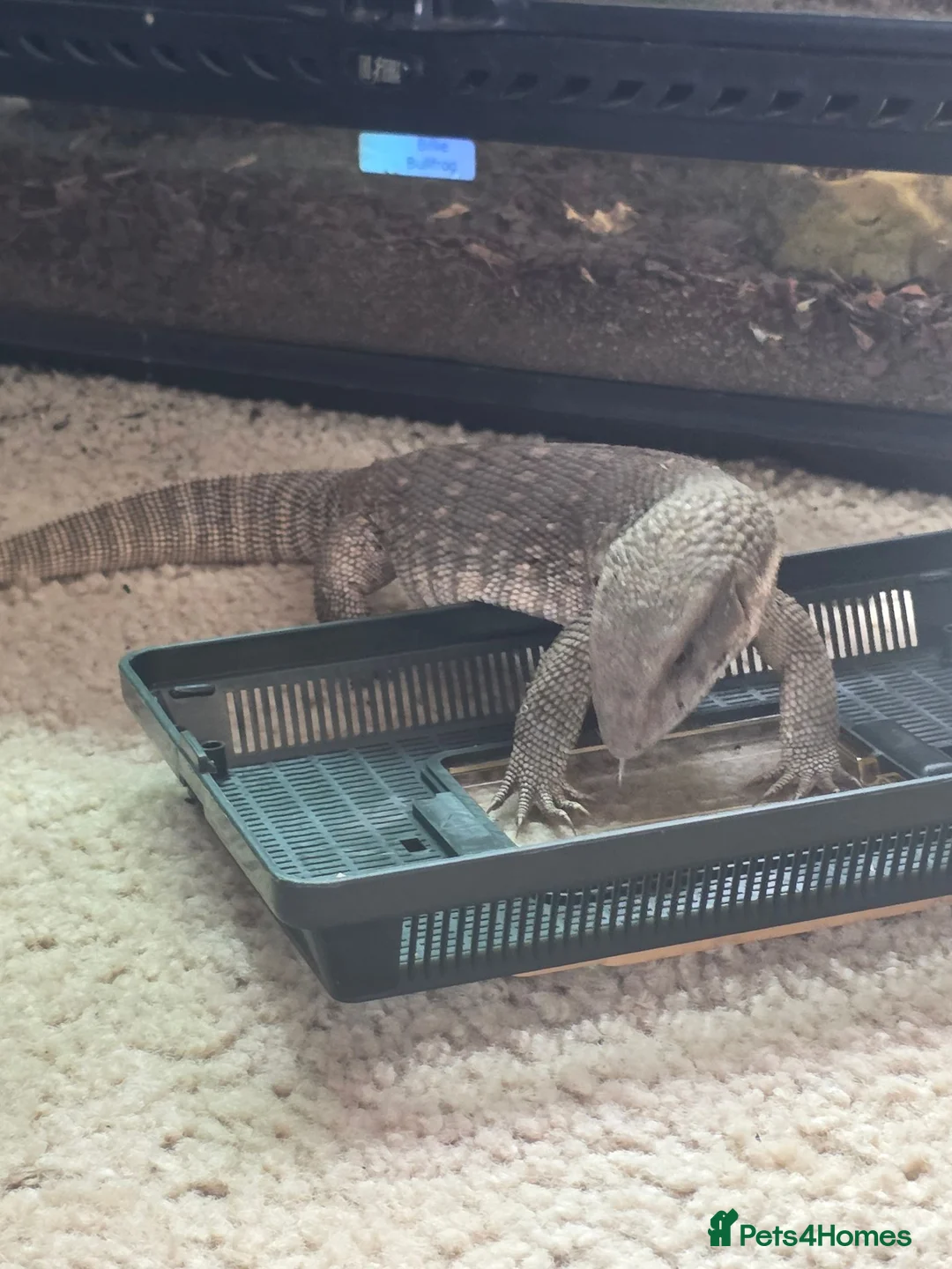 Monitor reptiles for sale: Bosc Monitor - Advert 2