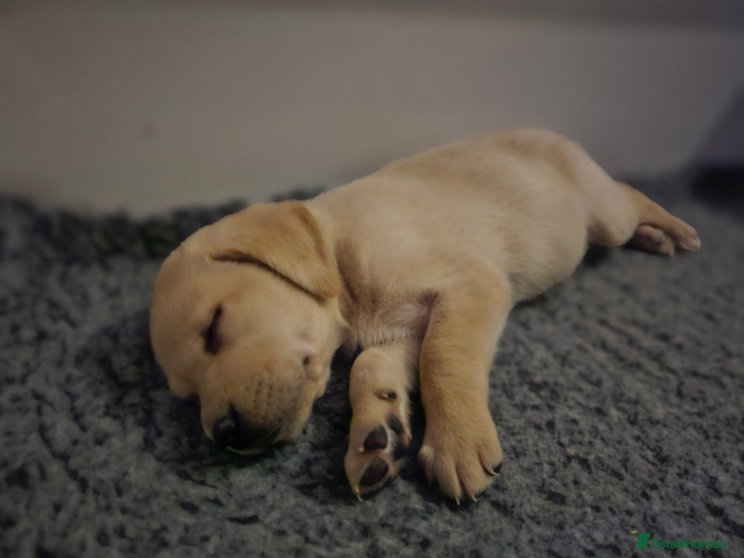 Labrador Retriever dogs for sale: 🐾 Labrador Puppies – Ready Early January 🐾 - Advert 7