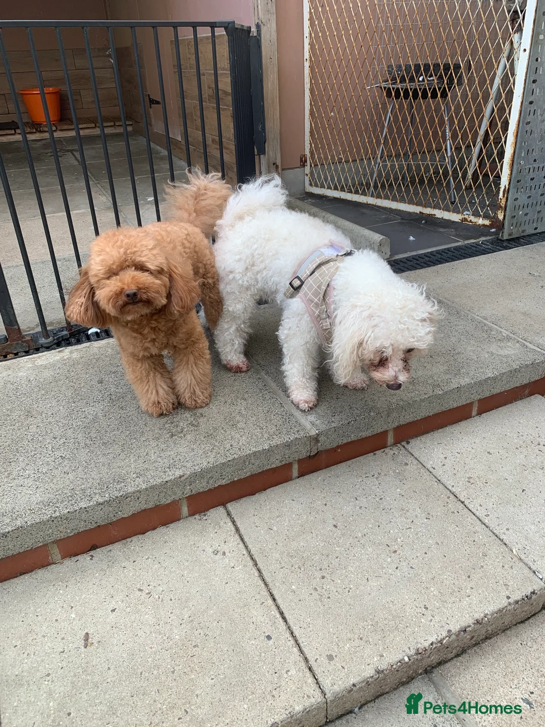Toy Poodle dogs for stud: Stunning Red Toy Poodle, KC reg, Genetic tested - Advert 18