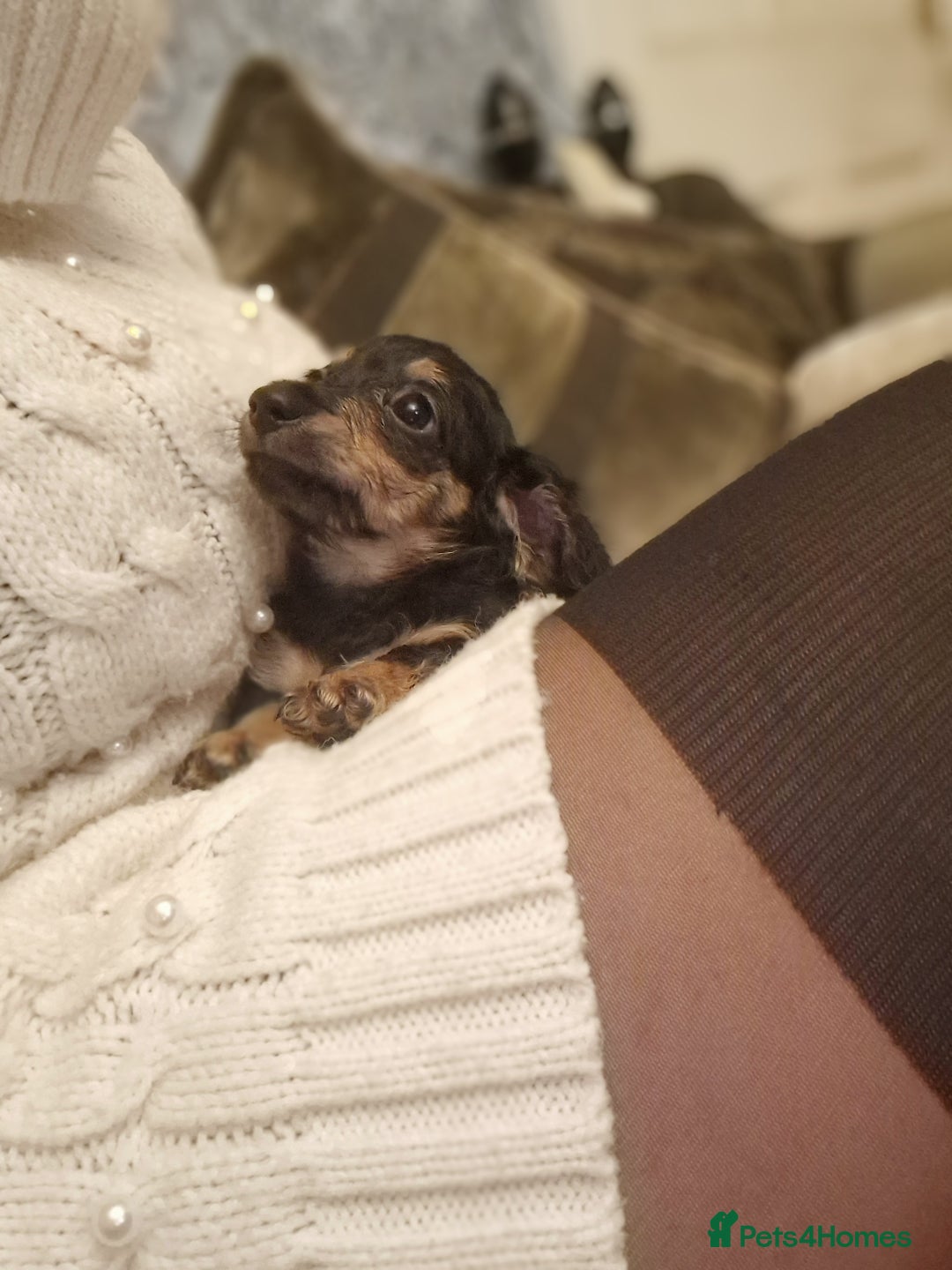 Miniature Dachshund dogs for sale:  Ready Now! Last Girl Long Coat Waiting For You  - Advert 21