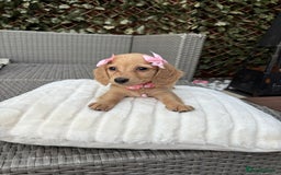 Miniature Dachshund dogs for sale: Long hair cream mini dachshund puppies 30th july in Liverpool - Image 28