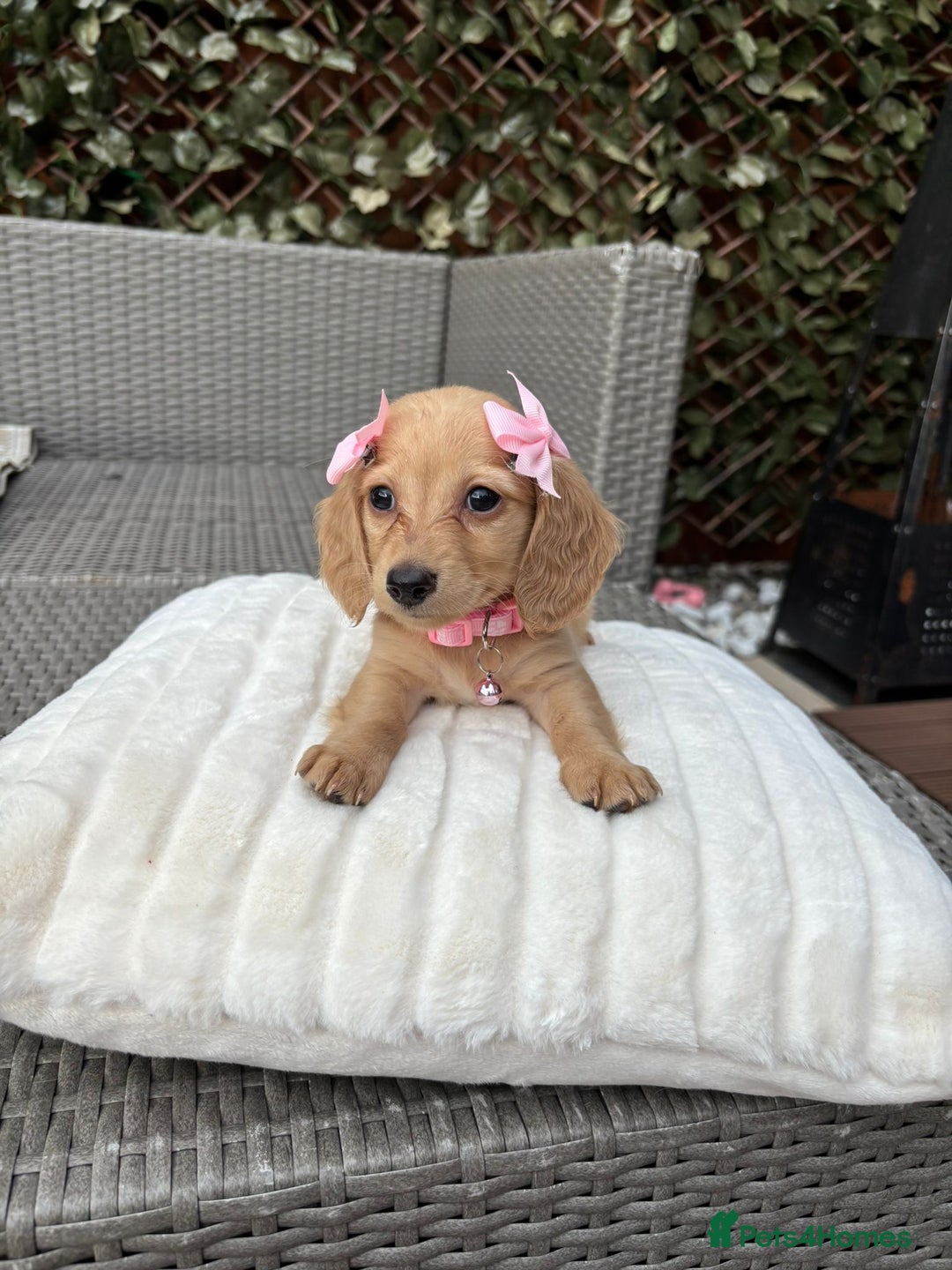 Miniature Dachshund dogs for sale: Long hair cream mini dachshund puppies 30th july in Liverpool - Image 28