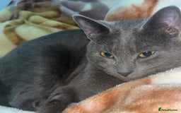 Russian Blue cats for sale: (FREE)Gorgeous 2 year old female cat for adoption  - Image 6