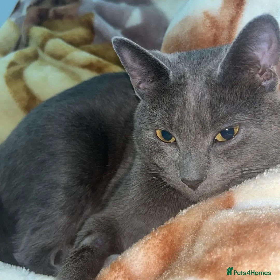 Russian Blue cats for sale: (FREE)Gorgeous 2 year old female cat for adoption  - Image 6