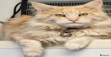 Maine Coon cats - Advert 11