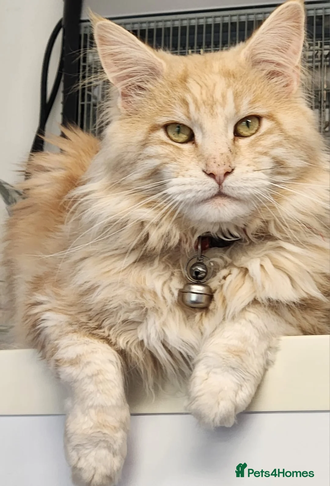 Maine Coon cats for sale:  Ready Now! Maine coon Kittens  - Advert 5