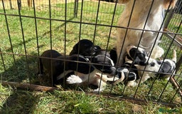 Mixed Breed dogs for sale: Cocker spaniel cross pointer Puppies  - Image 2