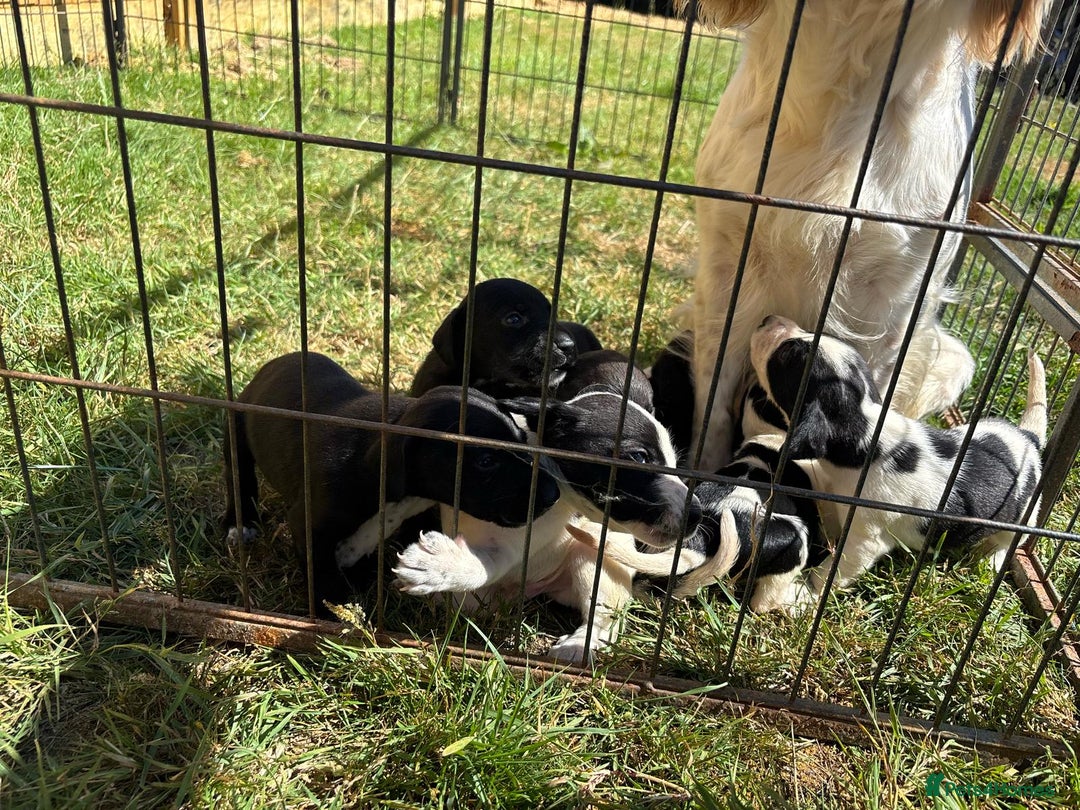 Mixed Breed dogs for sale: Cocker spaniel cross pointer Puppies  - Image 2