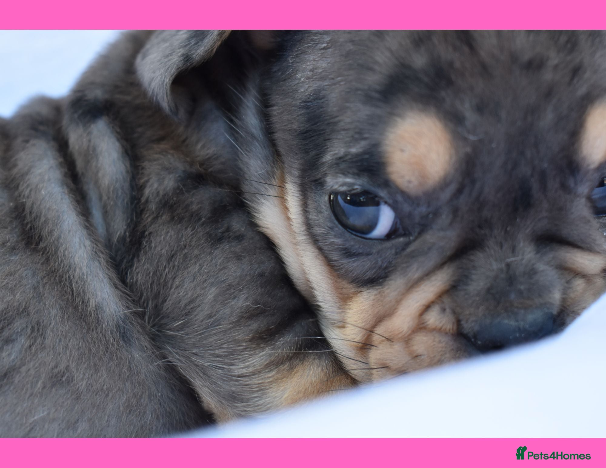 English Bulldog dogs Stunning Litter of Exotic English Bulldogs - Advert 13