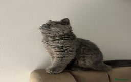 British Longhair cats for sale: 5 Month old British Long hair Female Kitten Cat - Image 1
