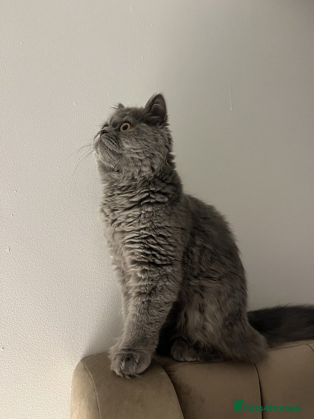 British Longhair cats for sale: 5 Month old British Long hair Female Kitten Cat - Image 1