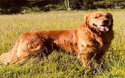 Golden Retriever dogs for sale: Deep Fox Red Golden Retriever Puppies  - Image 2