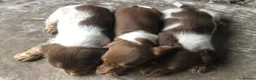 Miniature Dachshund dogs for sale: Miniature long haired dachshund READY NOW - Advert 11