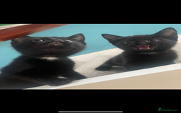 Mixed Breed cats for sale: READY TO GO NOW 1 black kitten  - Image 1