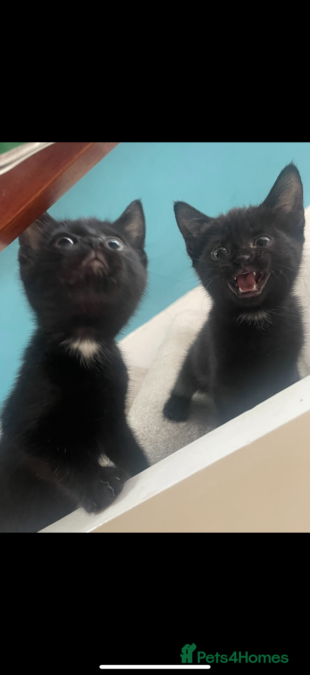 Mixed Breed cats for sale: READY TO GO NOW 1 black kitten  - Image 1