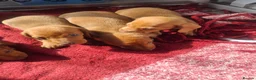 Dachshund dogs for sale: Dashonds - Advert 5