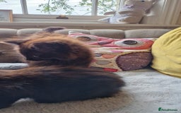 Mixed Breed cats for sale: Amazing fluff balls - Image 11