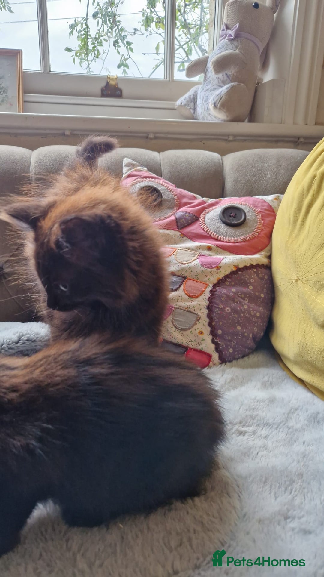 Mixed Breed cats for sale: Amazing fluff balls - Image 11