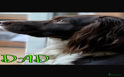 English Springer Spaniel dogs for sale: Exceptional English Springer Spaniels. - Image 2