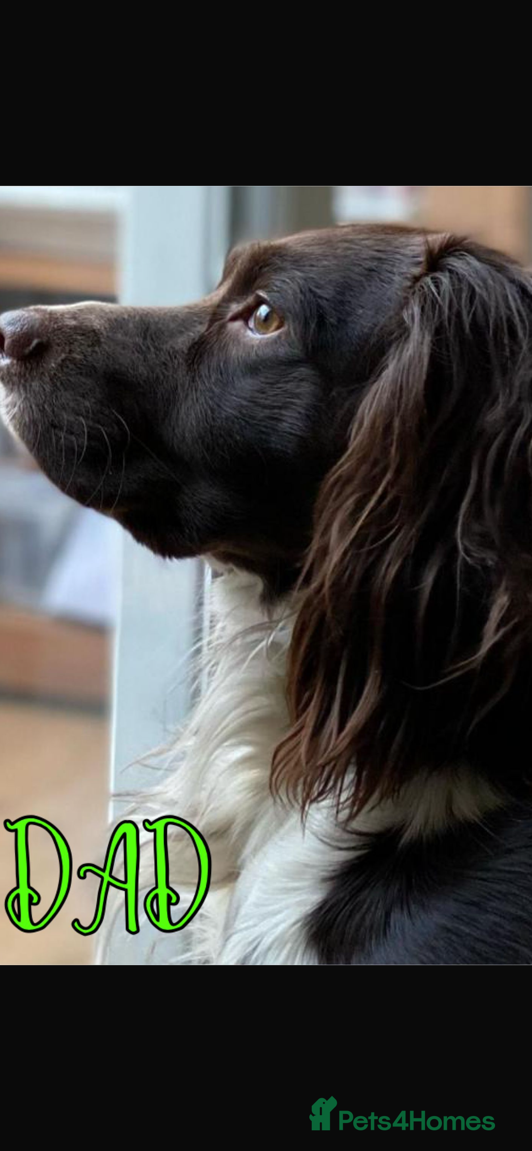 English Springer Spaniel dogs for sale: Exceptional English Springer Spaniels. - Image 2