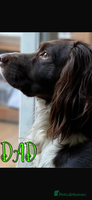 English Springer Spaniel dogs - Advert 2