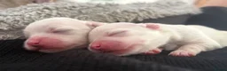 Maltese dogs for sale: ADORABLE TOY MALTESE PUPPIES 3 GIRLS & 2 BOYS 🐾 - Advert 14