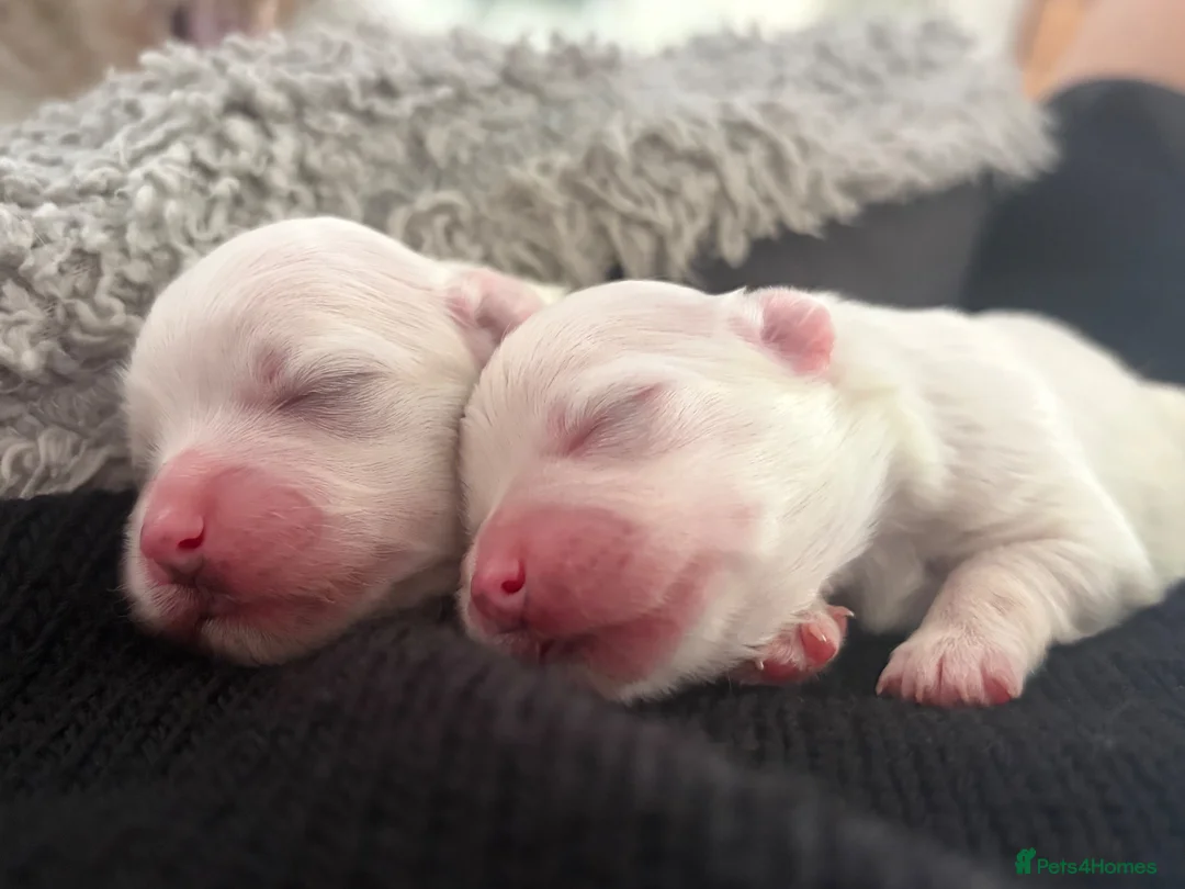 Maltese dogs for sale: ADORABLE TOY MALTESE PUPPIES 3 GIRLS & 2 BOYS 🐾 - Advert 14