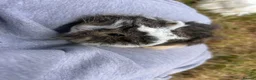 Guinea Pig rodents for sale: Trio of Peruvian femaleguineapigs.Must go together - Advert 10