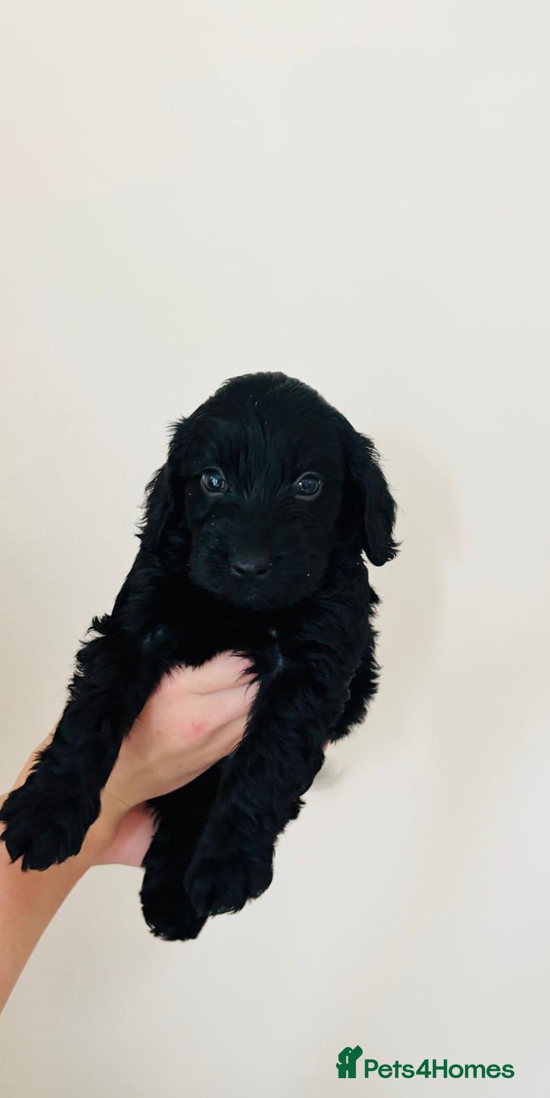 Cockapoo dogs for sale: Cockapoo Puppies  - Image 3
