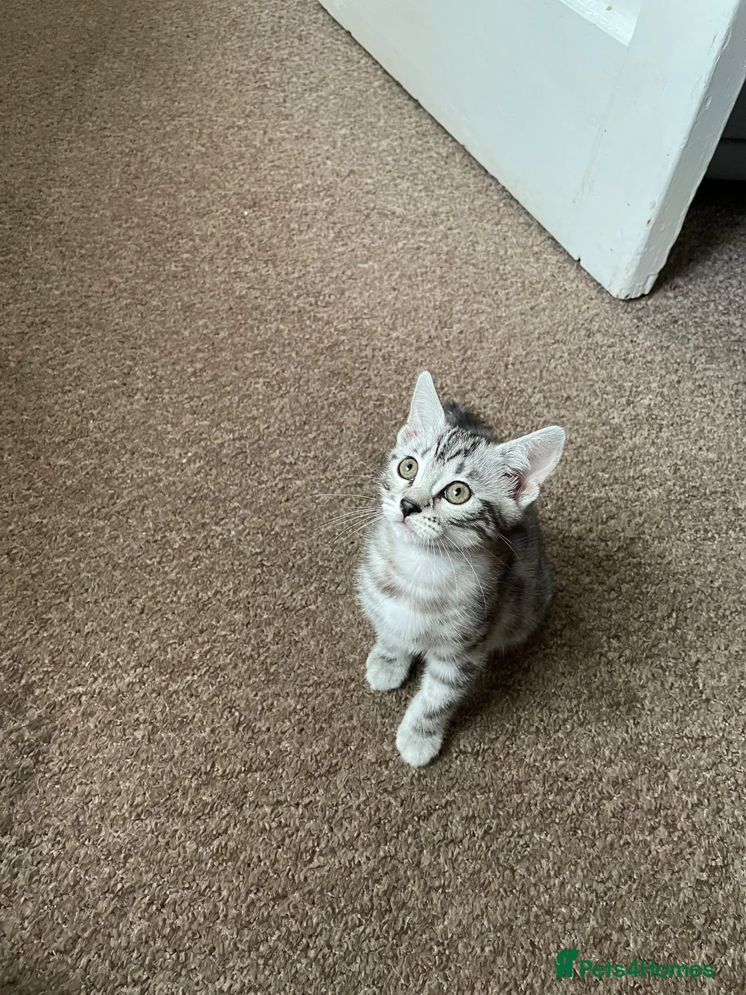 Mixed Breed cats for sale: Bengal x - Advert 2