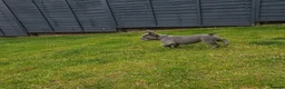 French Bulldog dogs for sale: 4 boys and 1 girl left. KC French Bulldog Puppies - Advert 3