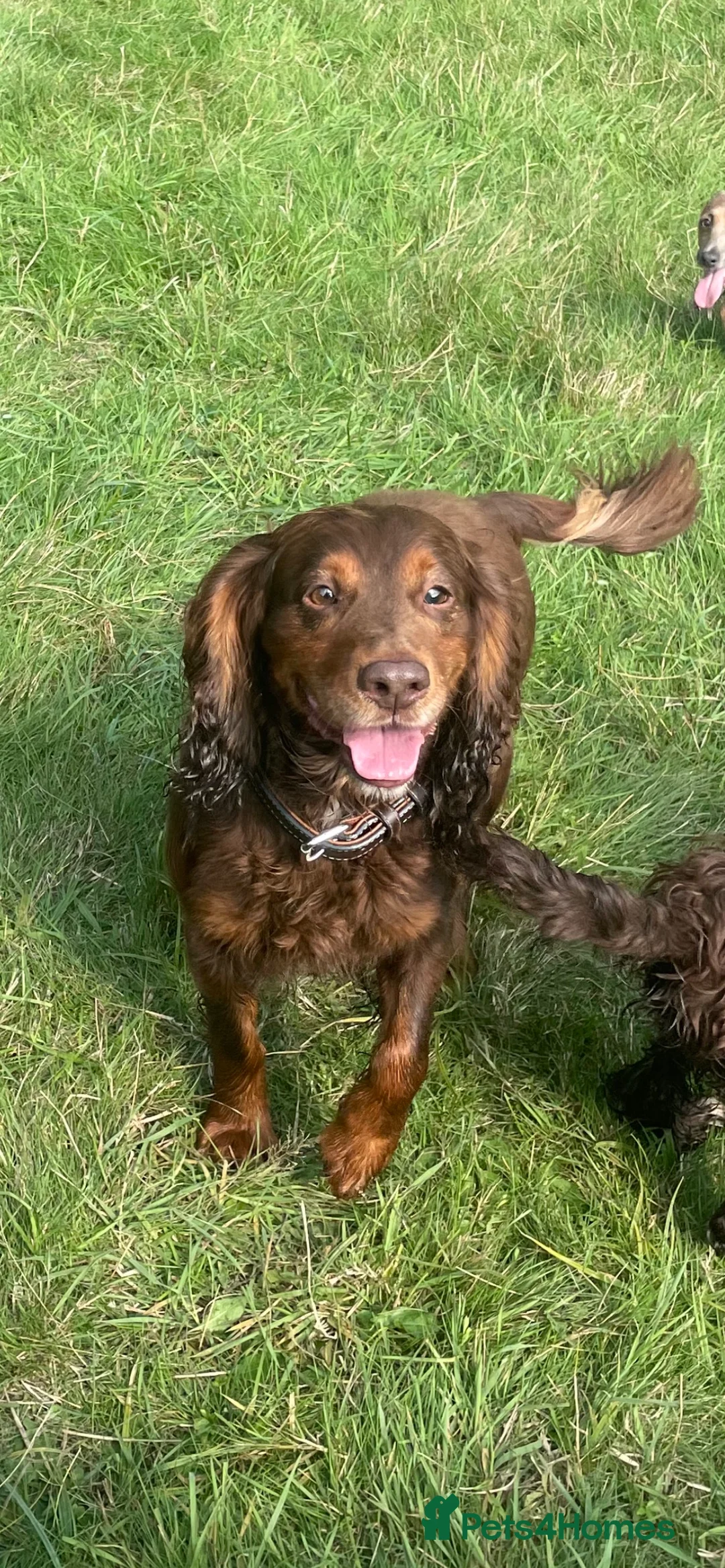 Cocker Spaniel dogs for stud: working cocker spaniel / Fully health tested - Advert 3